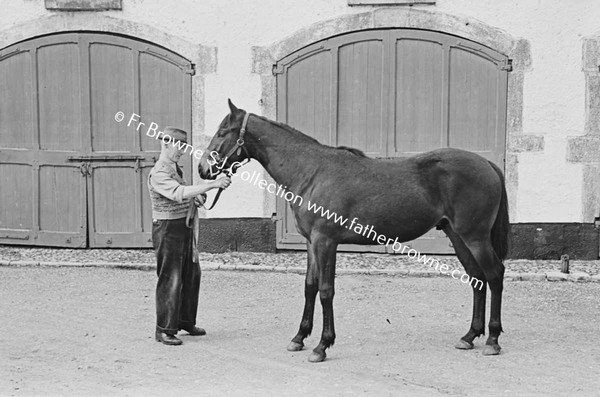 ROCKINGHAM HOUSE   'PANORAMA' COLT